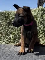 Pink, a female Belgian Malinois for sale in Colorado Springs, CO – 1 of 1
