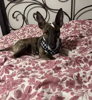 Chico , a male Bull Terrier for sale in Colorado Springs, CO – 1 of 3