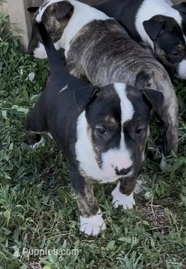 Lisa – Bull Terrier puppy for sale in Colorado Springs, CO