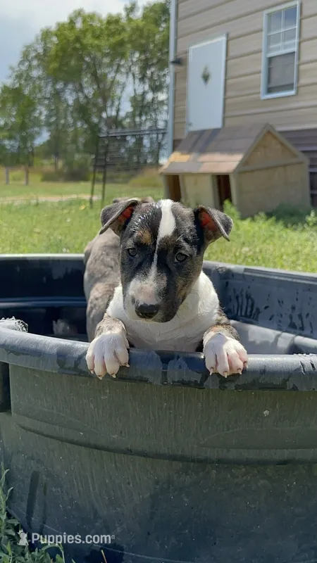 Lisa – Bull Terrier puppy for sale in Colorado Springs, CO