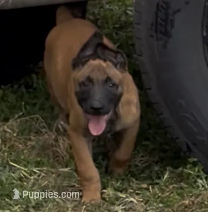 Blue  – Belgian Malinois puppy for sale in Colorado Springs, CO
