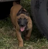 Blue , a male Belgian Malinois for sale in Colorado Springs, CO – 1 of 2