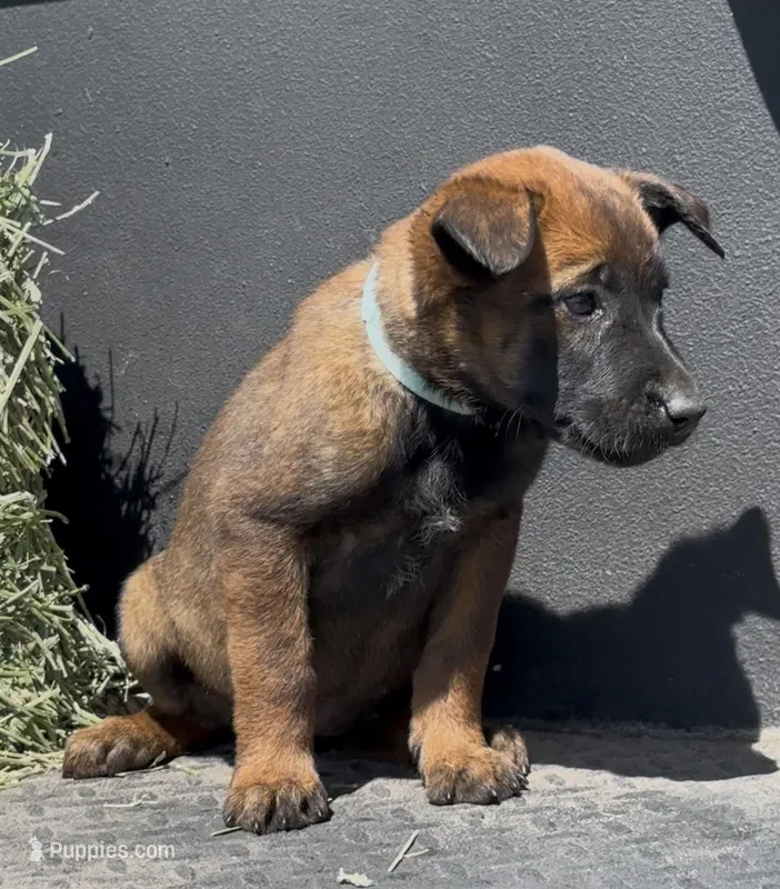 Turquoise  – Belgian Malinois puppy for sale in Colorado Springs, CO