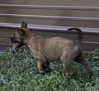 Pink , a female Belgian Malinois for sale in Colorado Springs, CO – 3 of 6
