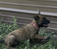 Pink , a female Belgian Malinois for sale in Colorado Springs, CO – 4 of 6