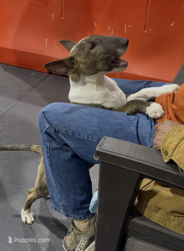 Chico  – Bull Terrier puppy for sale in Colorado Springs, CO