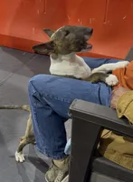 Chico , a male Bull Terrier for sale in Colorado Springs, CO – 2 of 3