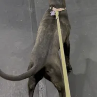 Megan, a female Australian Cattle Dog and American Pit Bull Terrier for sale in Colorado Springs, CO – Photo 2 of 2