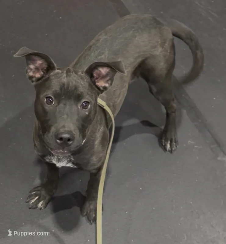 Megan – Australian Cattle Dog, American Pit Bull Terrier puppy on hold in Colorado Springs, CO