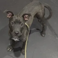 Megan, a female Australian Cattle Dog and American Pit Bull Terrier for sale in Colorado Springs, CO – Photo 1 of 2