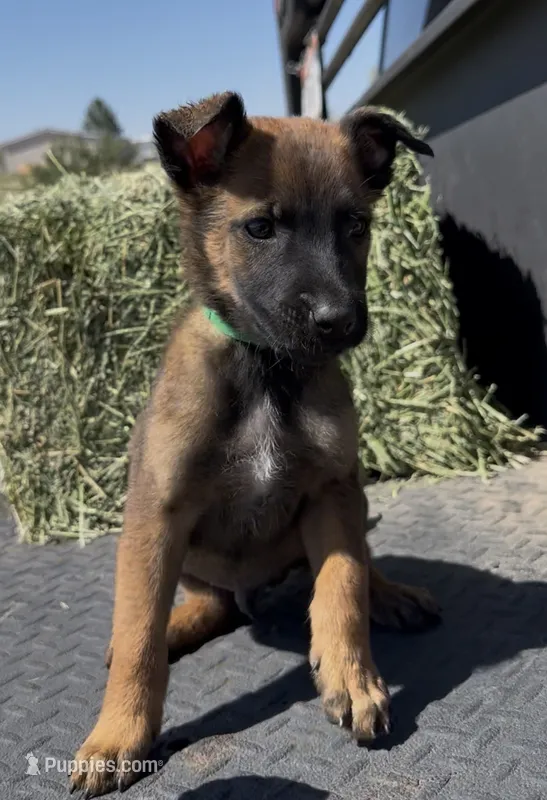 Green  – Belgian Malinois puppy for sale in Colorado Springs, CO