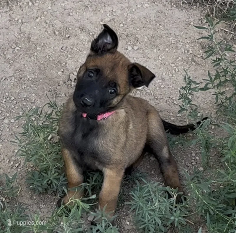 Pink  – Belgian Malinois puppy on hold in Colorado Springs, CO