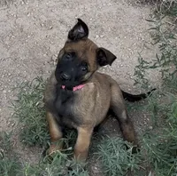 Pink , a female Belgian Malinois for sale in Colorado Springs, CO – 1 of 6