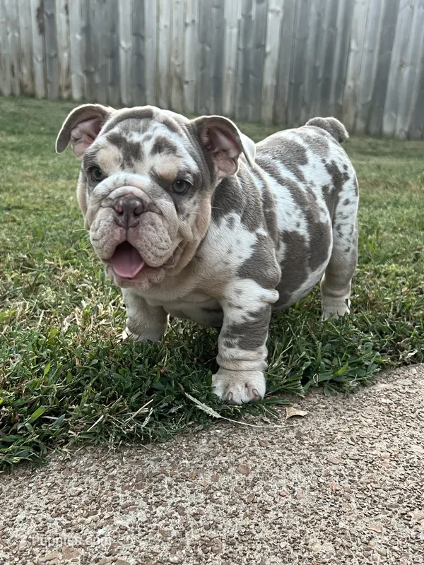 Ozzy – English Bulldog puppy for sale in Saint Louis, MO