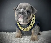 Rolo, a male English Bulldog for sale in St. Louis, MO – 2 of 4
