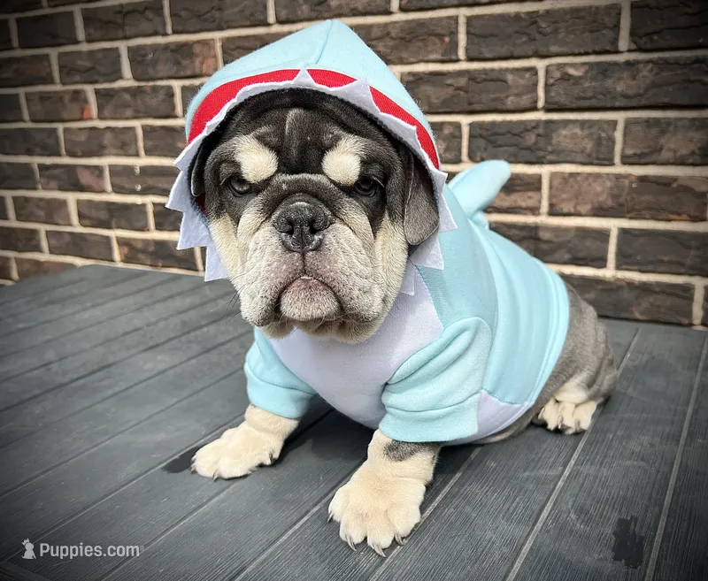 Tootsie Roll – English Bulldog puppy for sale in Saint Louis, MO