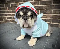 Tootsie Roll, a female English Bulldog for sale in Saint Louis, MO – 1 of 8