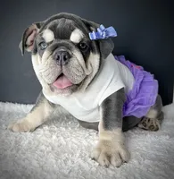 Tootsie Roll, a female English Bulldog for sale in Saint Louis, MO – 3 of 7
