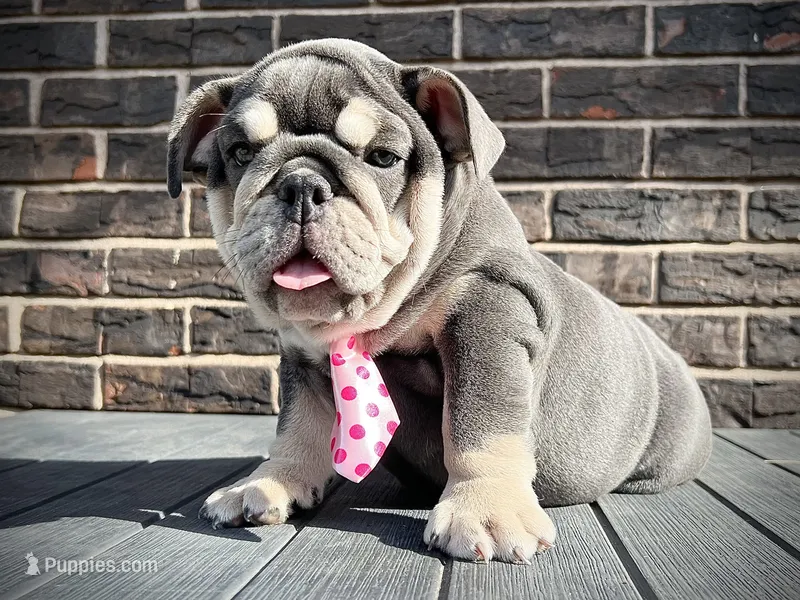 Tootsie Roll – English Bulldog puppy for sale in St. Louis, MO