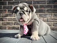 Tootsie Roll, a female English Bulldog for sale in St. Louis, MO – 1 of 4