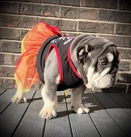 Tootsie Roll, a female English Bulldog for sale in Saint Louis, MO – 2 of 8