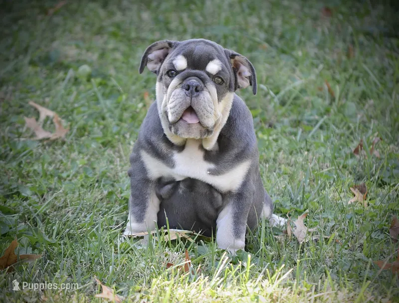 Tootsie Roll – English Bulldog puppy for sale in Saint Louis, MO