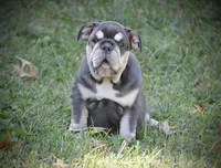 Tootsie Roll, a female English Bulldog for sale in Saint Louis, MO – 3 of 8