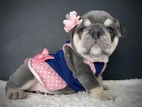 Tootsie Roll, a female English Bulldog for sale in St. Louis, MO – 4 of 4