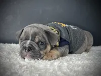 Rolo, a male English Bulldog for sale in St. Louis, MO – 4 of 4