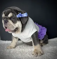 Tootsie Roll, a female English Bulldog for sale in Saint Louis, MO – 2 of 7