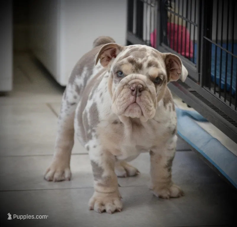 Ozzy – English Bulldog puppy for sale in Saint Louis, MO