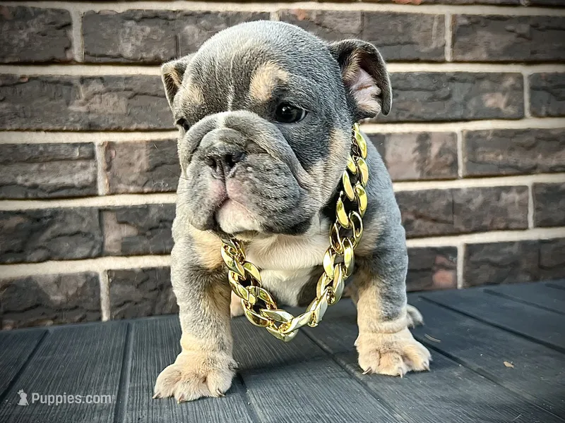 Rolo – English Bulldog puppy for sale in St. Louis, MO