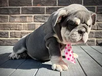 Tootsie Roll, a female English Bulldog for sale in St. Louis, MO – 3 of 4