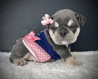 Tootsie Roll, a female English Bulldog for sale in St. Louis, MO – 2 of 4