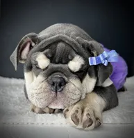Tootsie Roll, a female English Bulldog for sale in Saint Louis, MO – 1 of 7