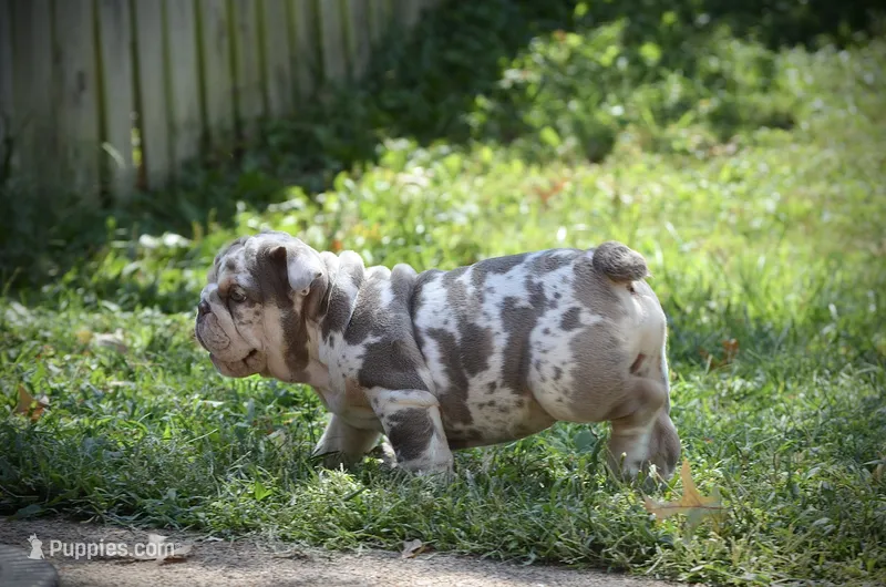 Ozzy – English Bulldog puppy for sale in Saint Louis, MO