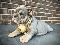 Rolo, a male English Bulldog for sale in St. Louis, MO – 3 of 4