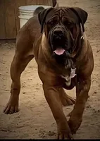 Elektra and Levitikus, a  Boerboel for sale in Saint Louis, MO – Photo 2 of 2