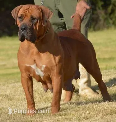 Elektra and Levitikus, a  Boerboel for sale in Saint Louis, MO – Photo 1 of 2