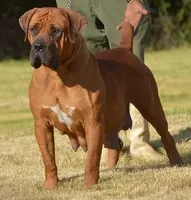 Elektra and Levitikus, a  Boerboel for sale in Saint Louis, MO – Photo 1 of 2