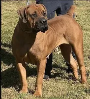 Cinnamon King Max, a  Boerboel for sale in Saint Louis, MO – Photo 2 of 3