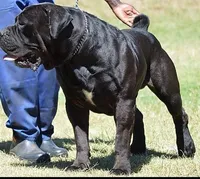 Cinnamon King Max, a  Boerboel for sale in Saint Louis, MO – Photo 3 of 3