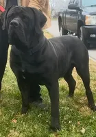 Alexander Queen Bey, a  Boerboel for sale in Saint Louis, MO – 2 of 2