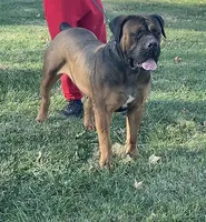 Alexander Queen Bey, a  Boerboel for sale in Saint Louis, MO – 1 of 2
