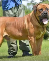 Alexander Charlie Chaplin, a  Boerboel for sale in Saint Louis, MO – 2 of 2