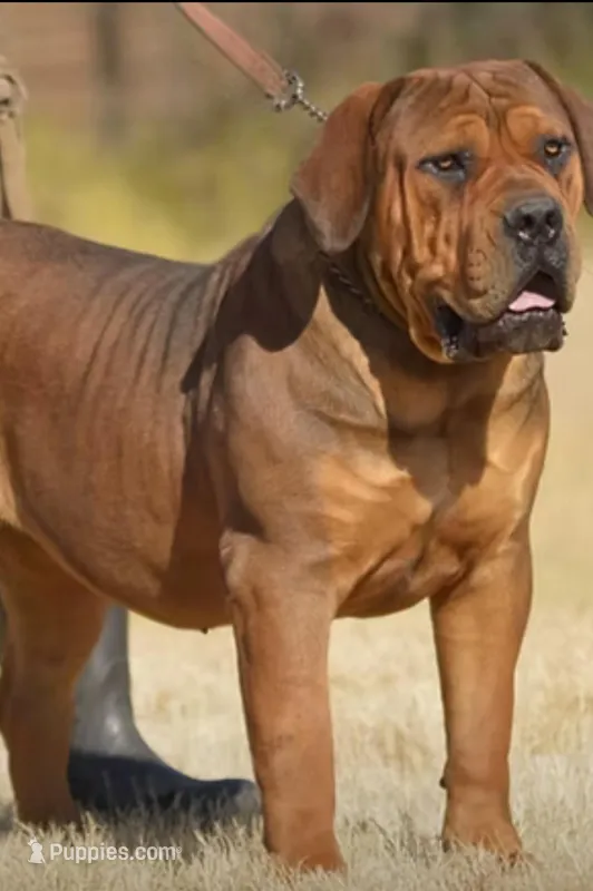 Alexander Charlie Chaplin – Boerboel puppy for sale in Saint Louis, MO