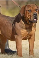 Alexander Charlie Chaplin, a  Boerboel for sale in Saint Louis, MO – 1 of 2