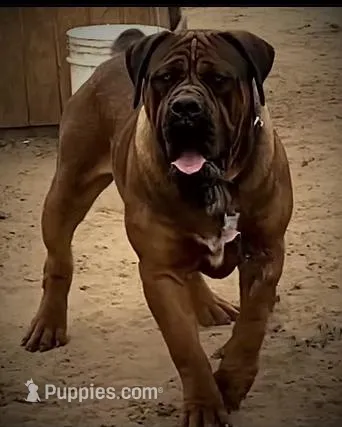 Alexander Levitikus – Boerboel puppy for sale in Saint Louis, MO