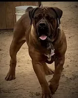 Alexander Levitikus, a  Boerboel for sale in Saint Louis, MO – 1 of 2