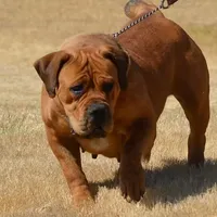 Alexander Levitikus, a  Boerboel for sale in Saint Louis, MO – 2 of 2